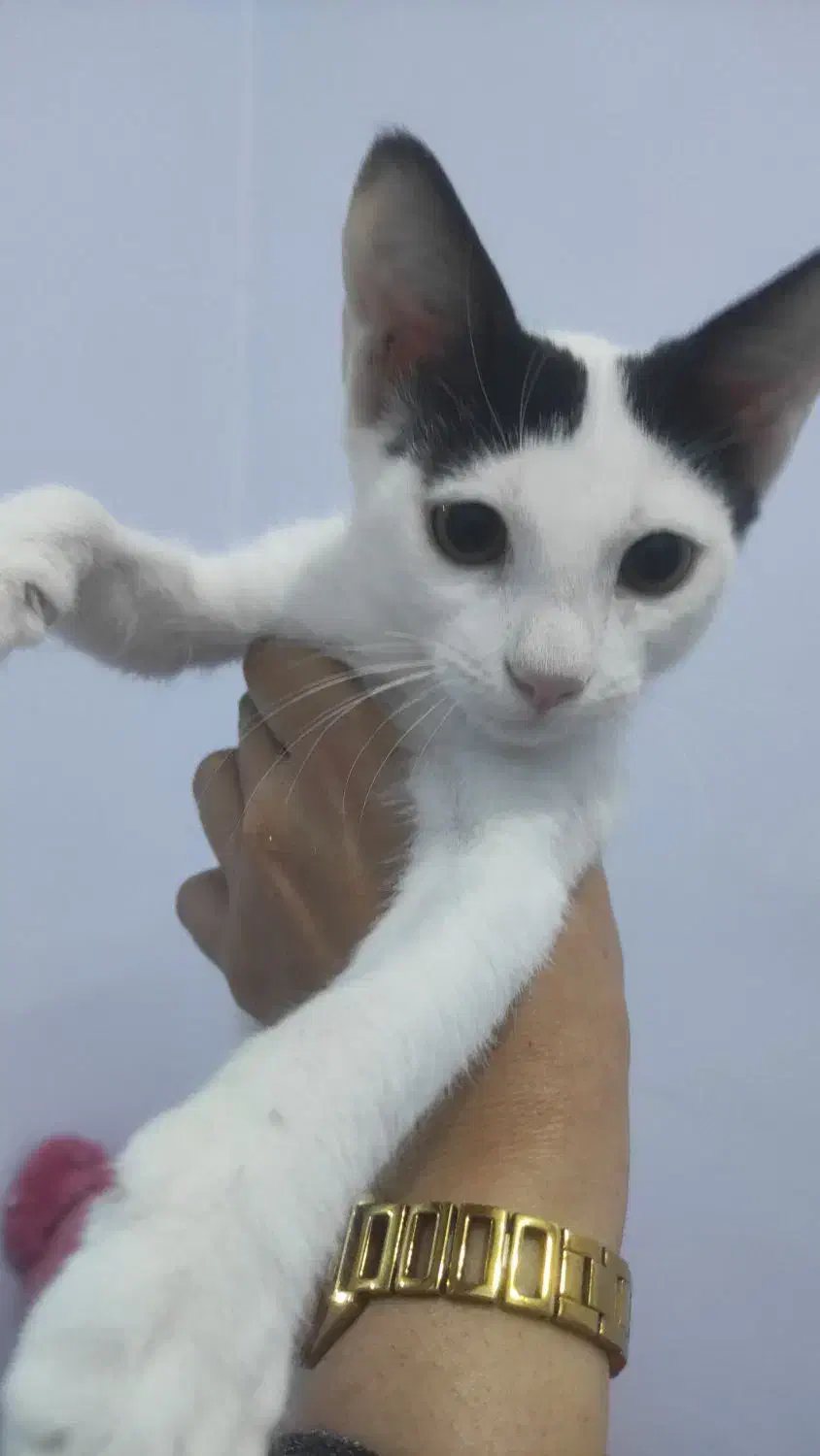 گربه ی کوچولو|گربه|بندرعباس, |دیوار