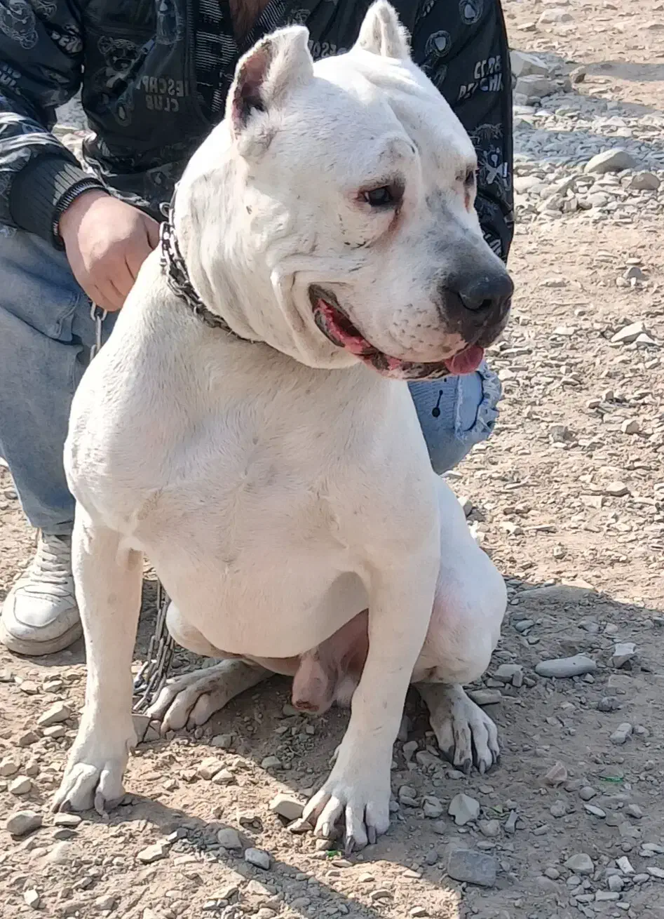 سگ داگو آرژانتینو. سرابی.پژدر.خراسانی ژرمن. پیتبول|سگ|تهران, شهرک شریفی|دیوار