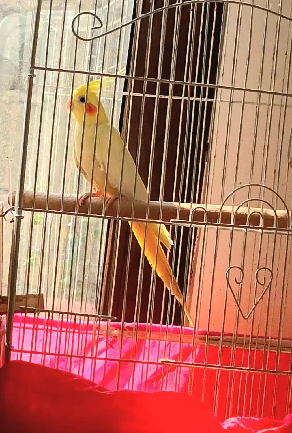 یه عدد عروس هلندی نر بالغ لوتینو زعفرانی|پرنده|لنگرود, |دیوار