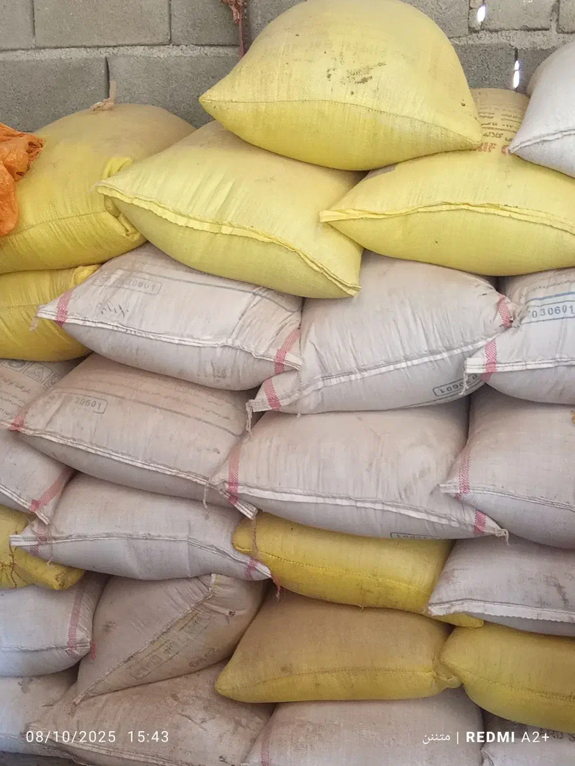 گندم|گل و گیاه طبیعی|صادق آباد, |دیوار