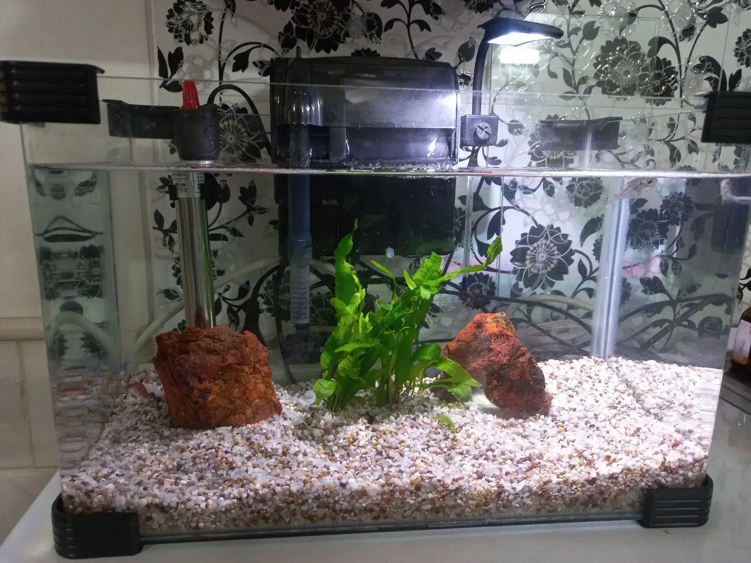 اکواریوم شیشه خم شرکتی با کلیه وسایل|ماهی|قم, شهرک سازمان آب|دیوار