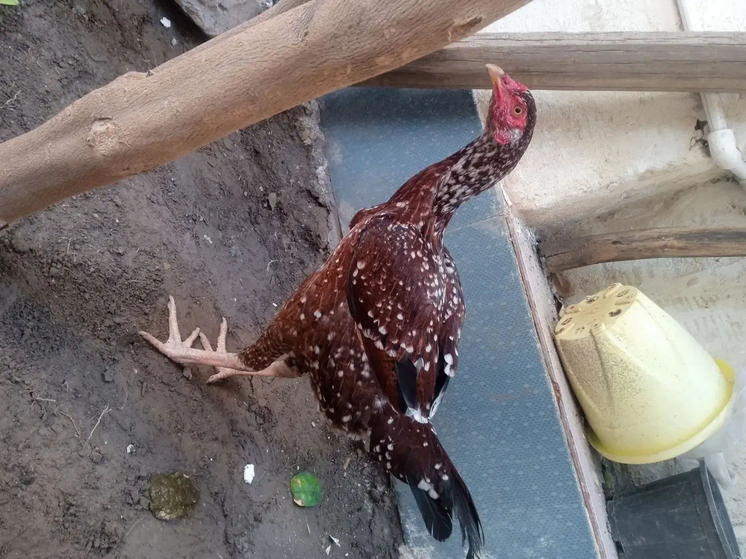 مرغ|حیوانات مزرعه|میناب, |دیوار