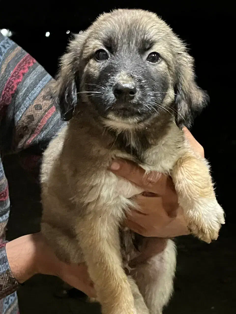 واگذاری رایگان سگ|سگ|رشت, حومه رشت|دیوار