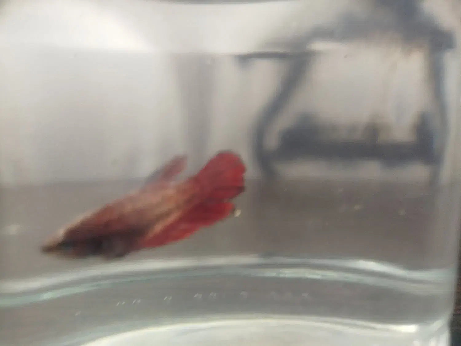 فایتر|ماهی|فردیس, نسترن غربی|دیوار