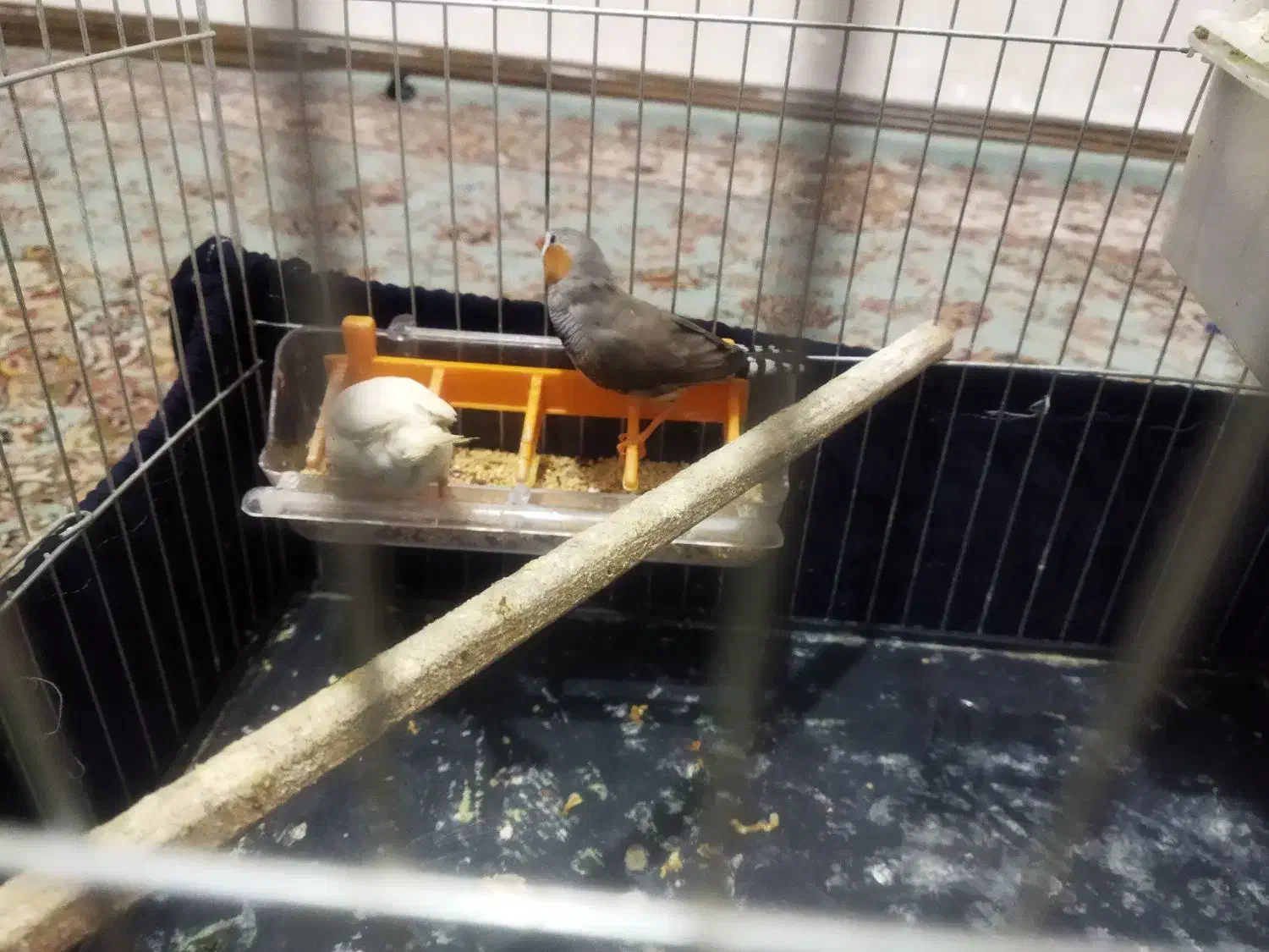 یک جفت فنچ|پرنده|پاکدشت, شهرک امام رضا|دیوار