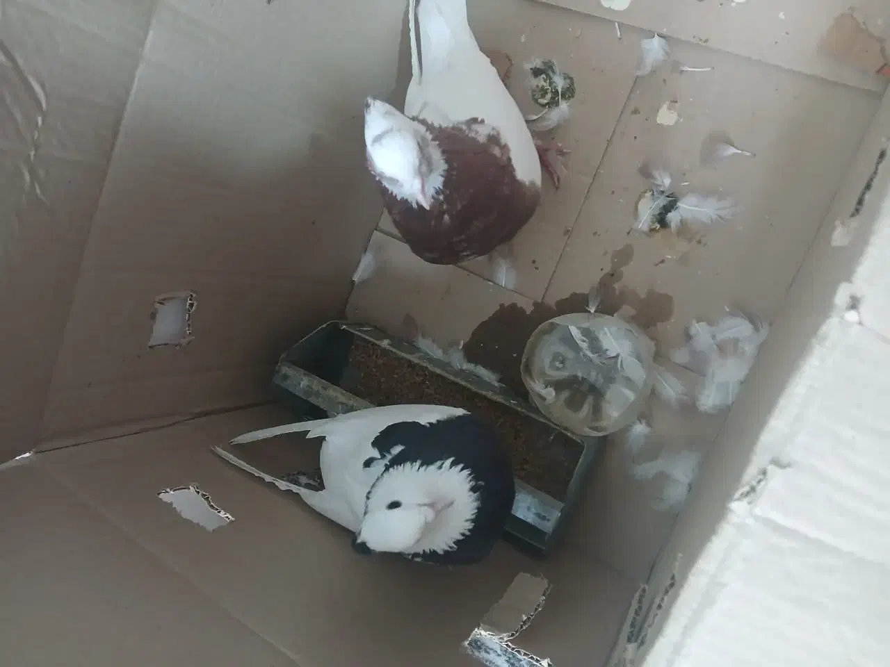 کبوتر|پرنده|مرودشت, رودبال|دیوار