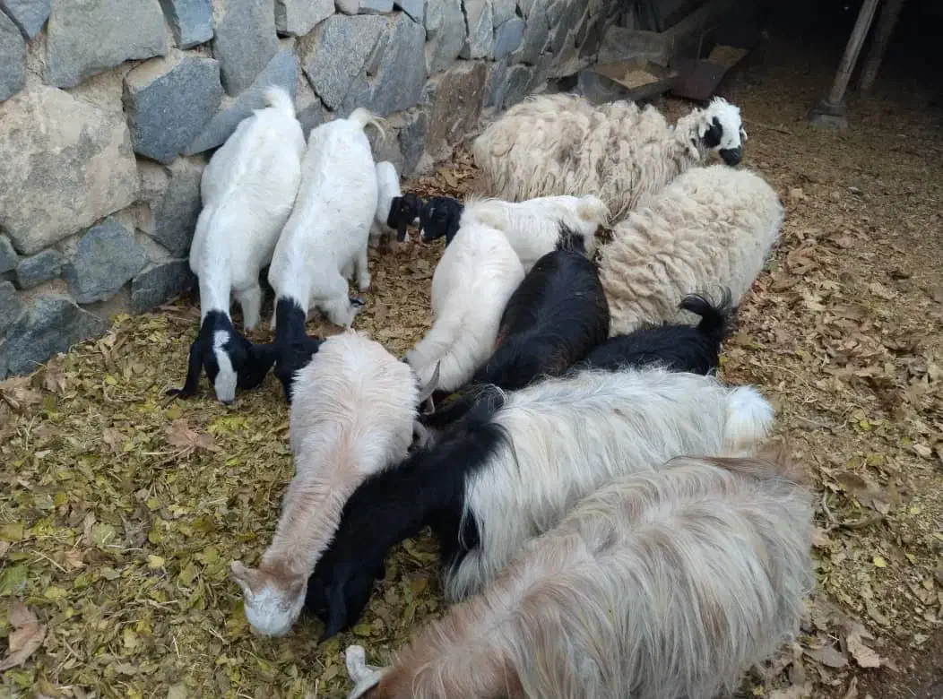 11عدد بز قیمت مفت|حیوانات مزرعه|نطنز, |دیوار