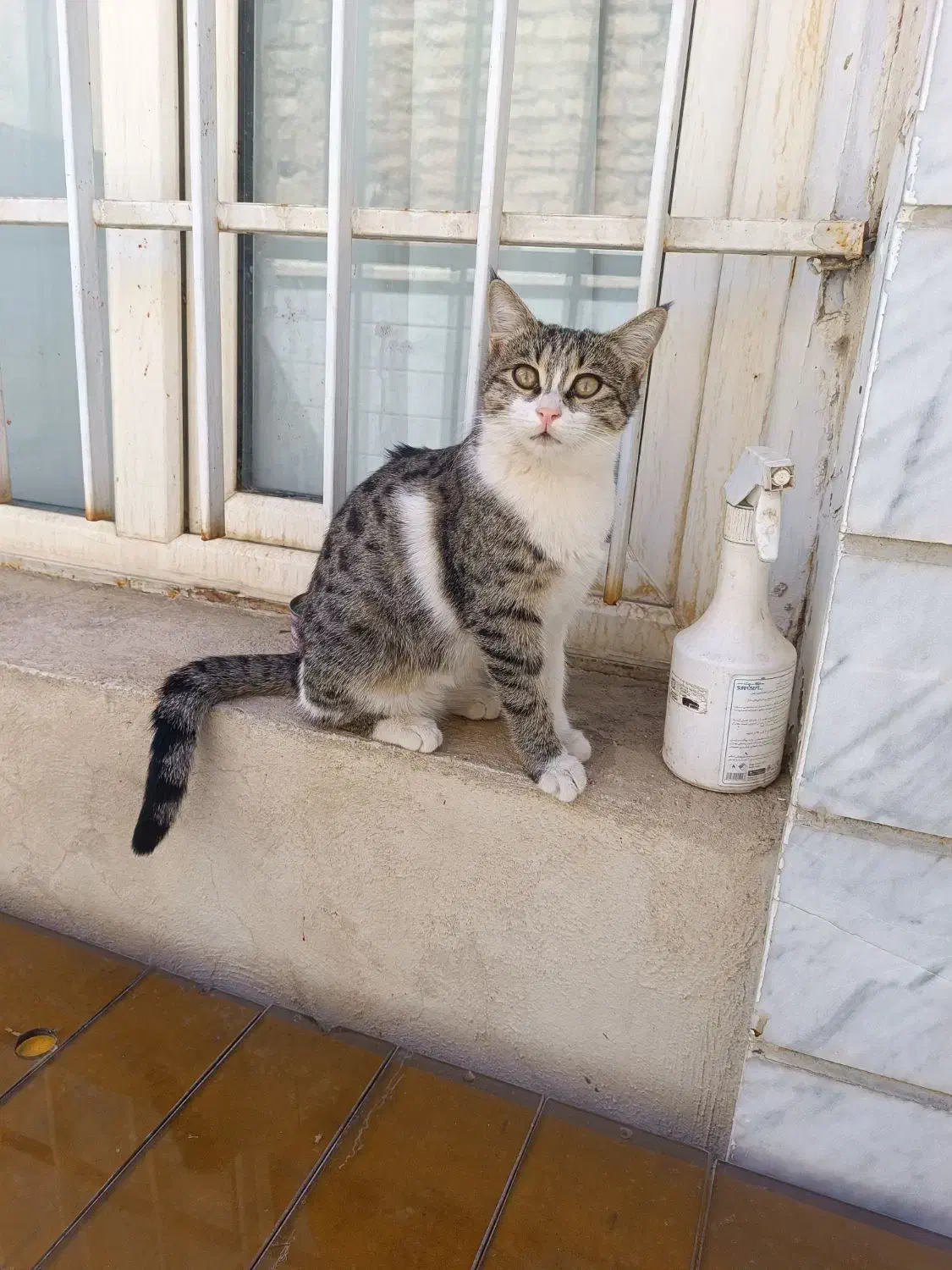 واگذاری گربه رایگان|گربه|اراک, |دیوار