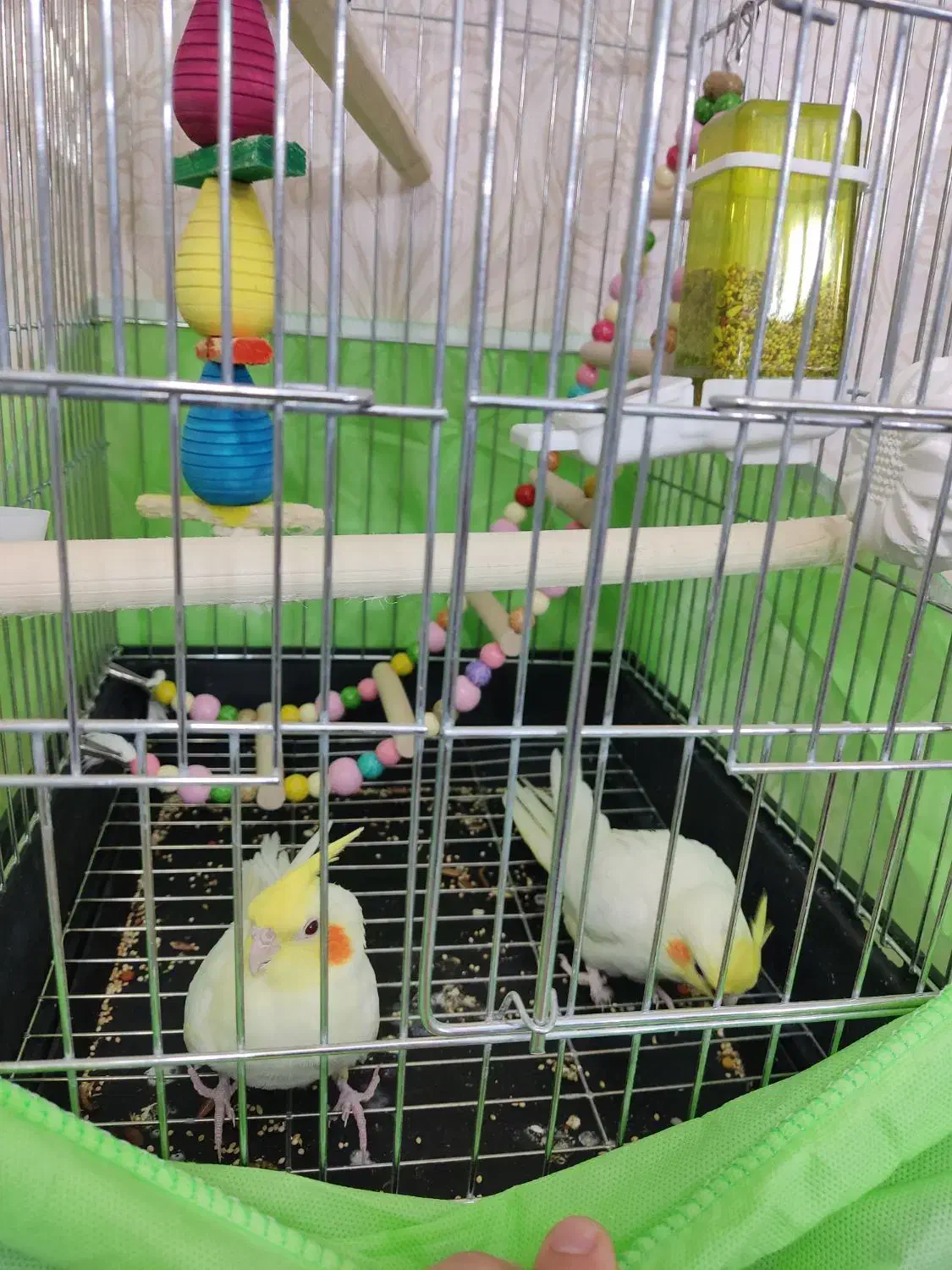 عروس هلندی|پرنده|ساوه, |دیوار