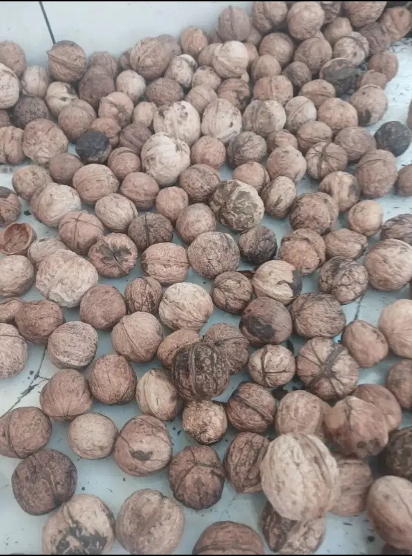 گردو|خوردنی و آشامیدنی|مشهد, تلگرد|دیوار