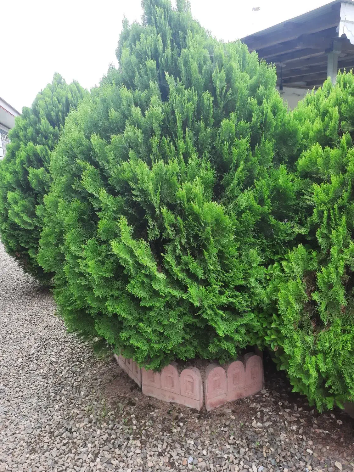 درخت کارج|گل و گیاه طبیعی|ماسال, |دیوار