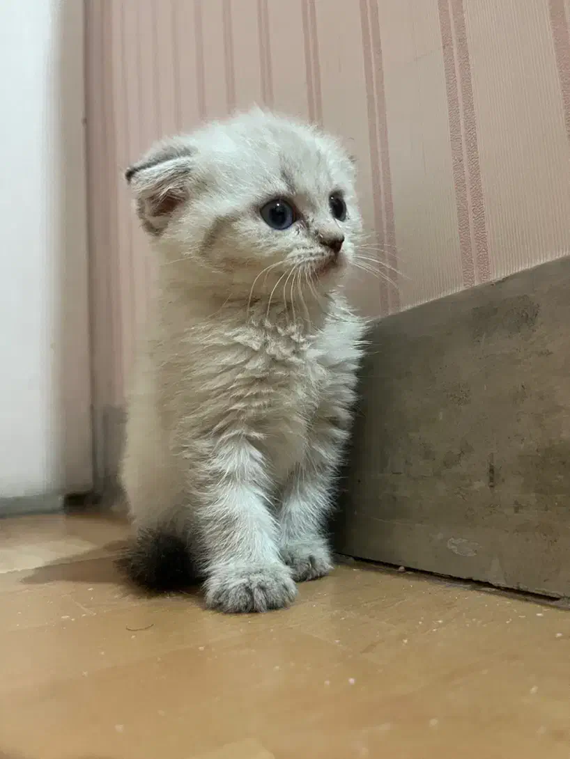 چین چیلا فولد|گربه|تهران, دکتر هوشیار|دیوار