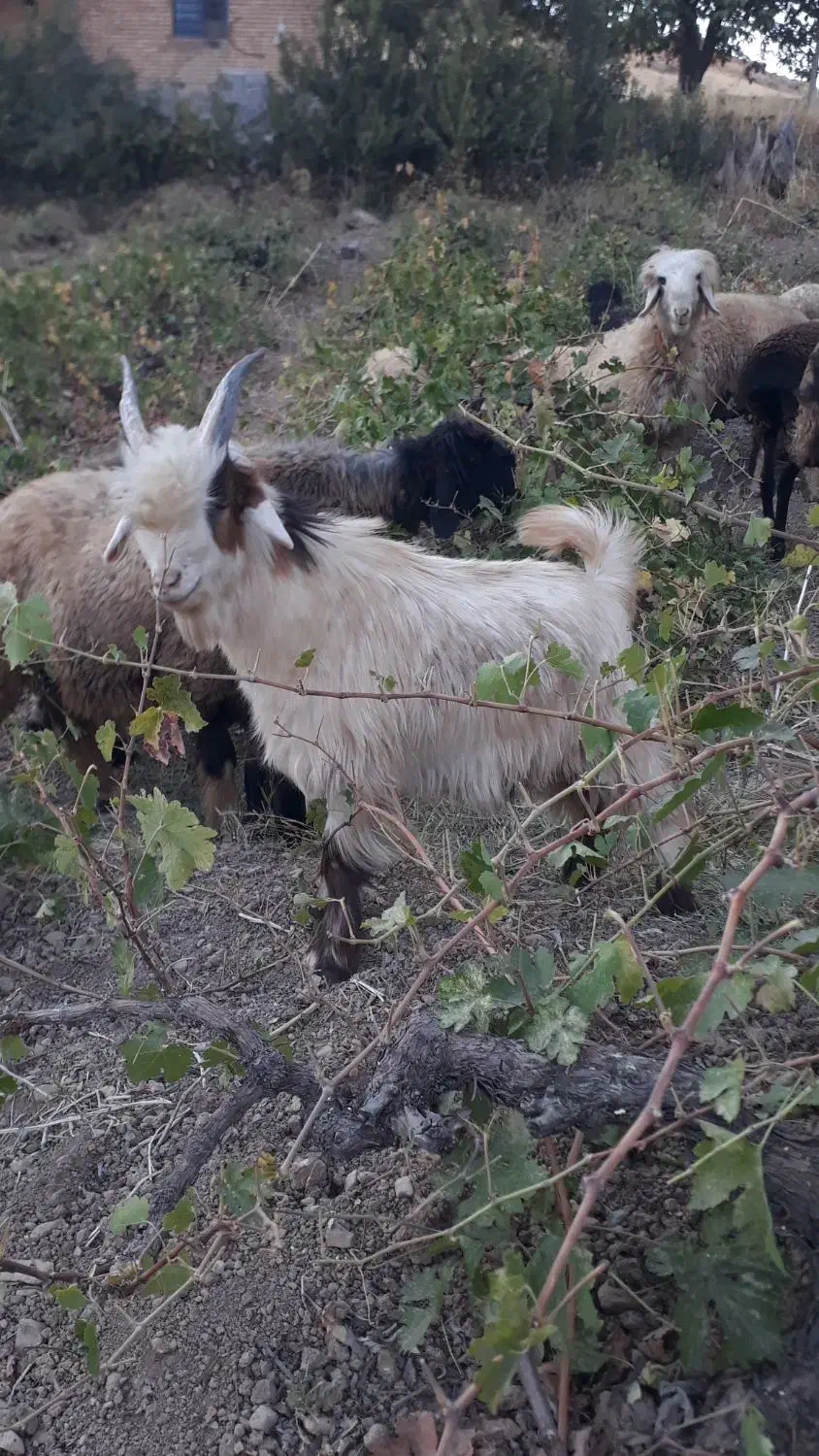 بزغاله. بیگ|حیوانات مزرعه|اردل, |دیوار