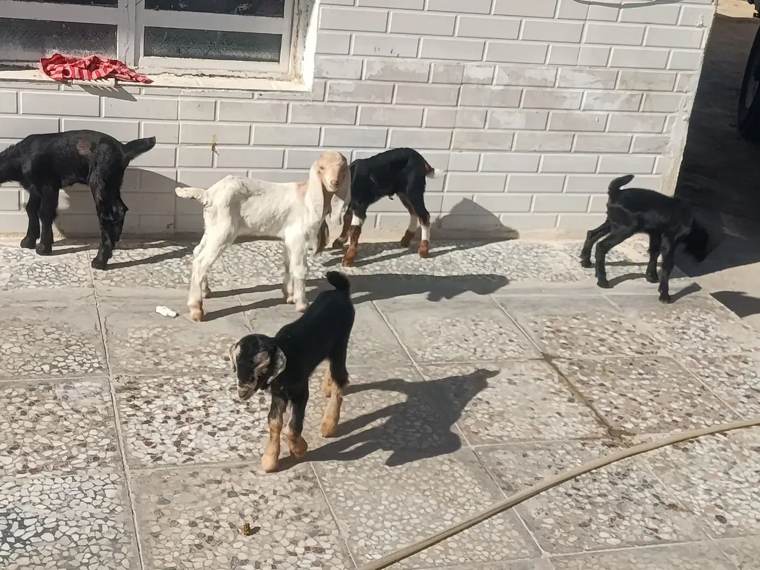 کهره شیری و بره شیری همه نژاد|حیوانات مزرعه|شیراز, بید زرد|دیوار