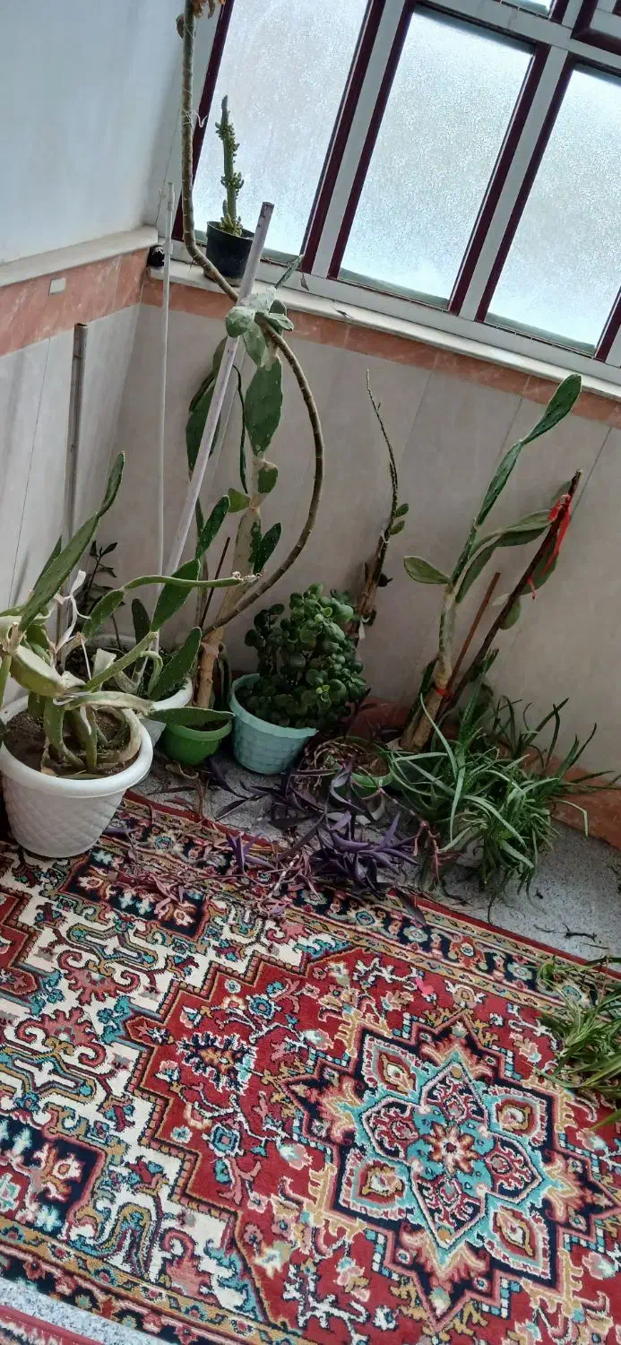 تمام گلها باهم|گل و گیاه طبیعی|مرند, |دیوار