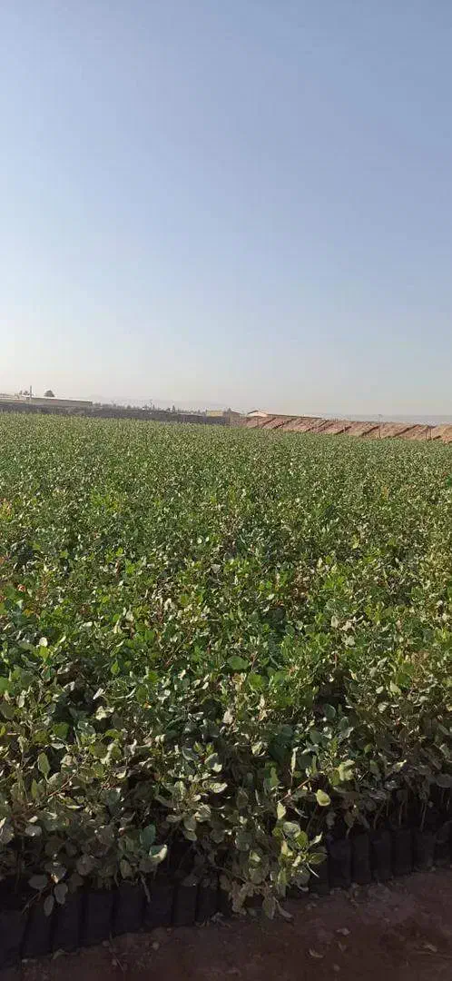 نهال پسته|خدمات باغبانی و درختکاری|هفدر, |دیوار