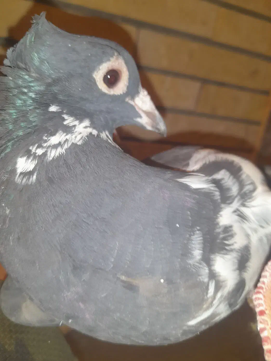 جفت پلنگ اسطوره همهچی میزون|پرنده|رفسنجان, |دیوار