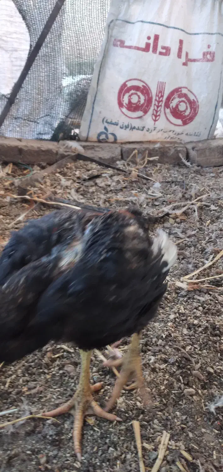 لاری جوجه محلی خروس مرغ|حیوانات مزرعه|رباط‌کریم, نصیرشهر|دیوار