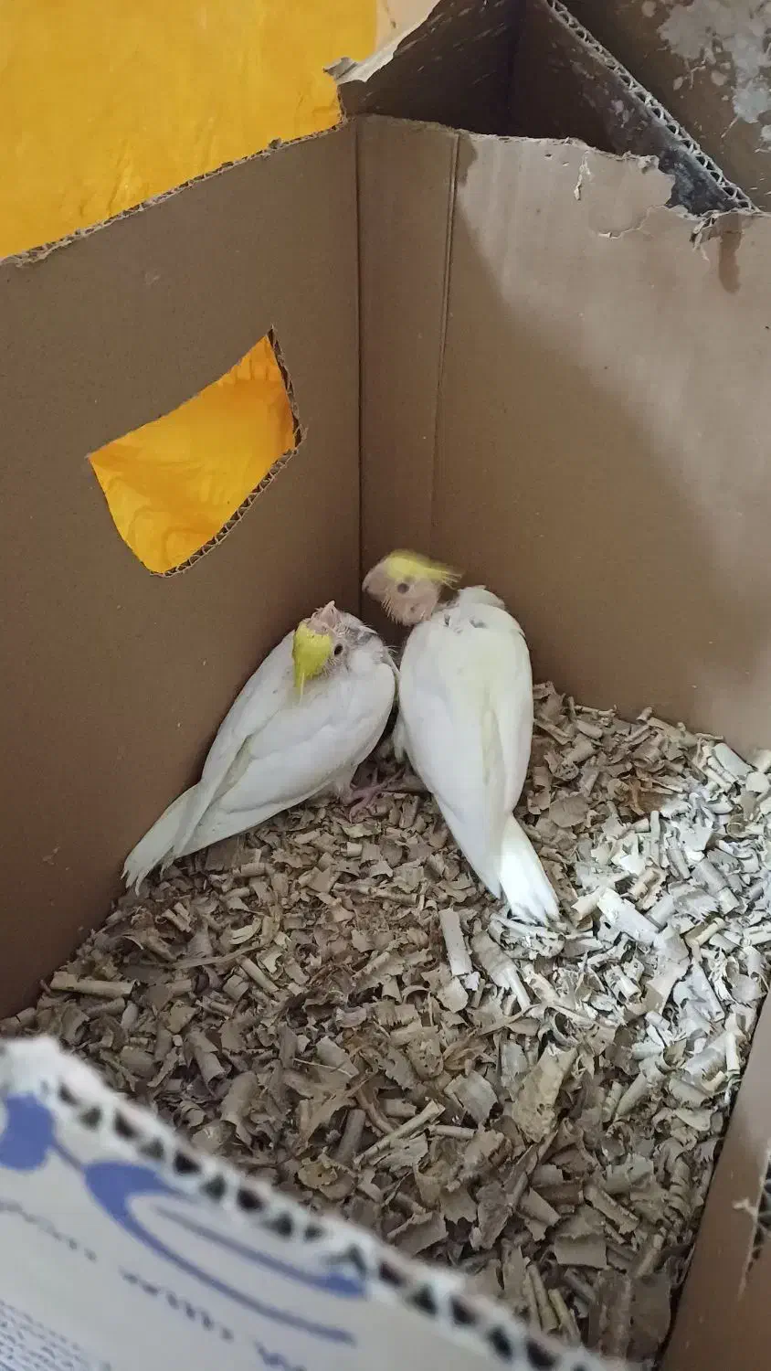 پچه عروس هلندی|پرنده|لردگان, |دیوار