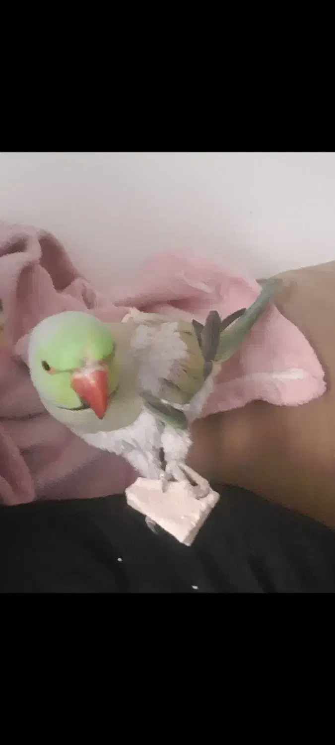 طوطی ملنگو|پرنده|یاسوج, |دیوار