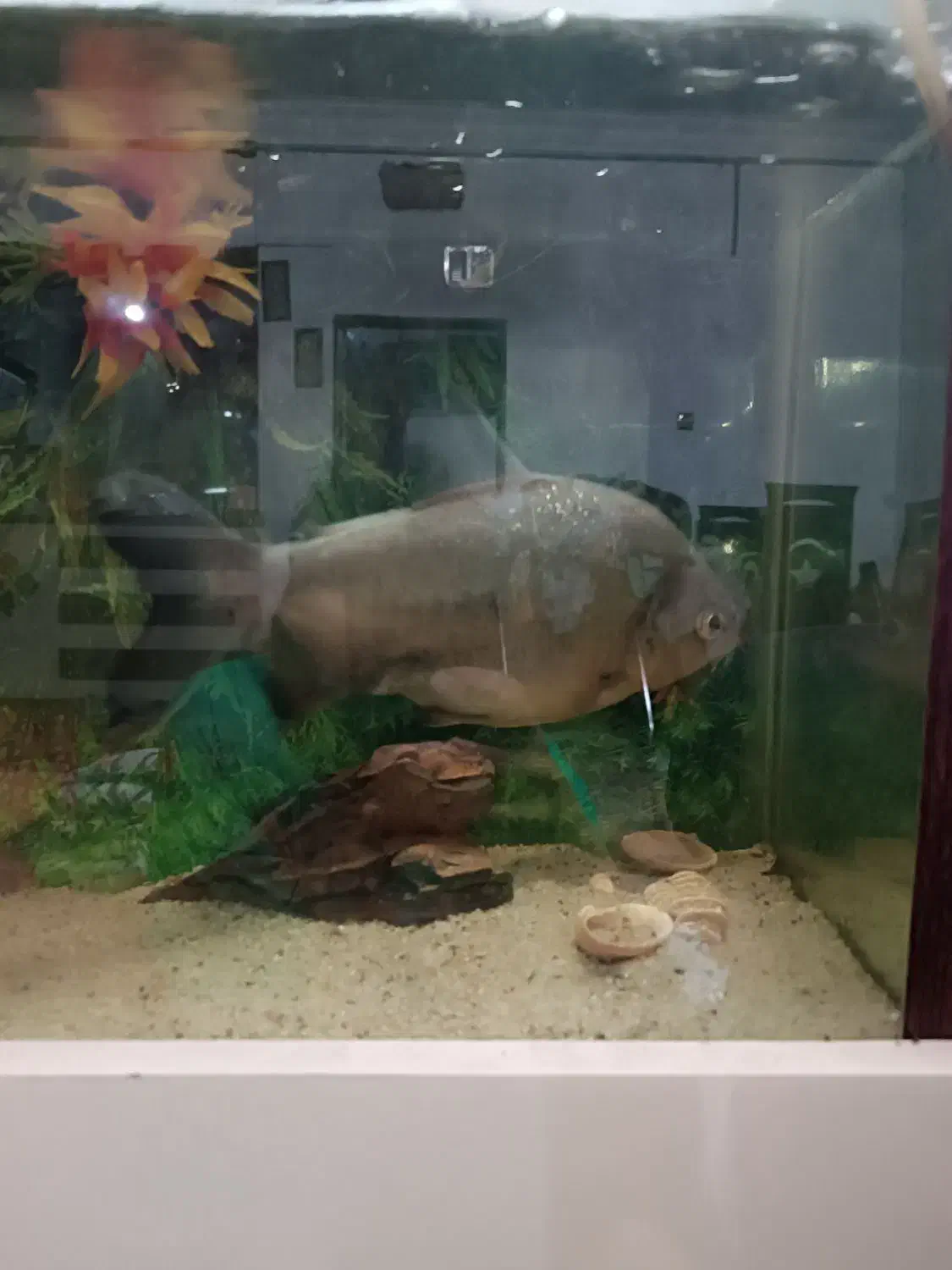 ماهی گوشتخوار درشت|ماهی|مشهد, امیرآباد|دیوار