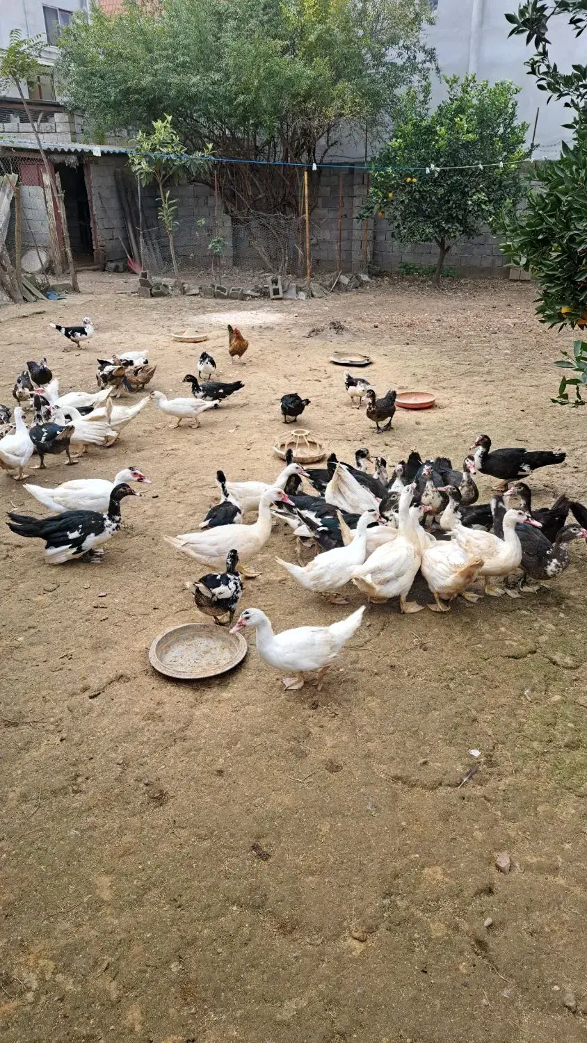 فروش اردک نر و ماده|حیوانات مزرعه|آمل, |دیوار