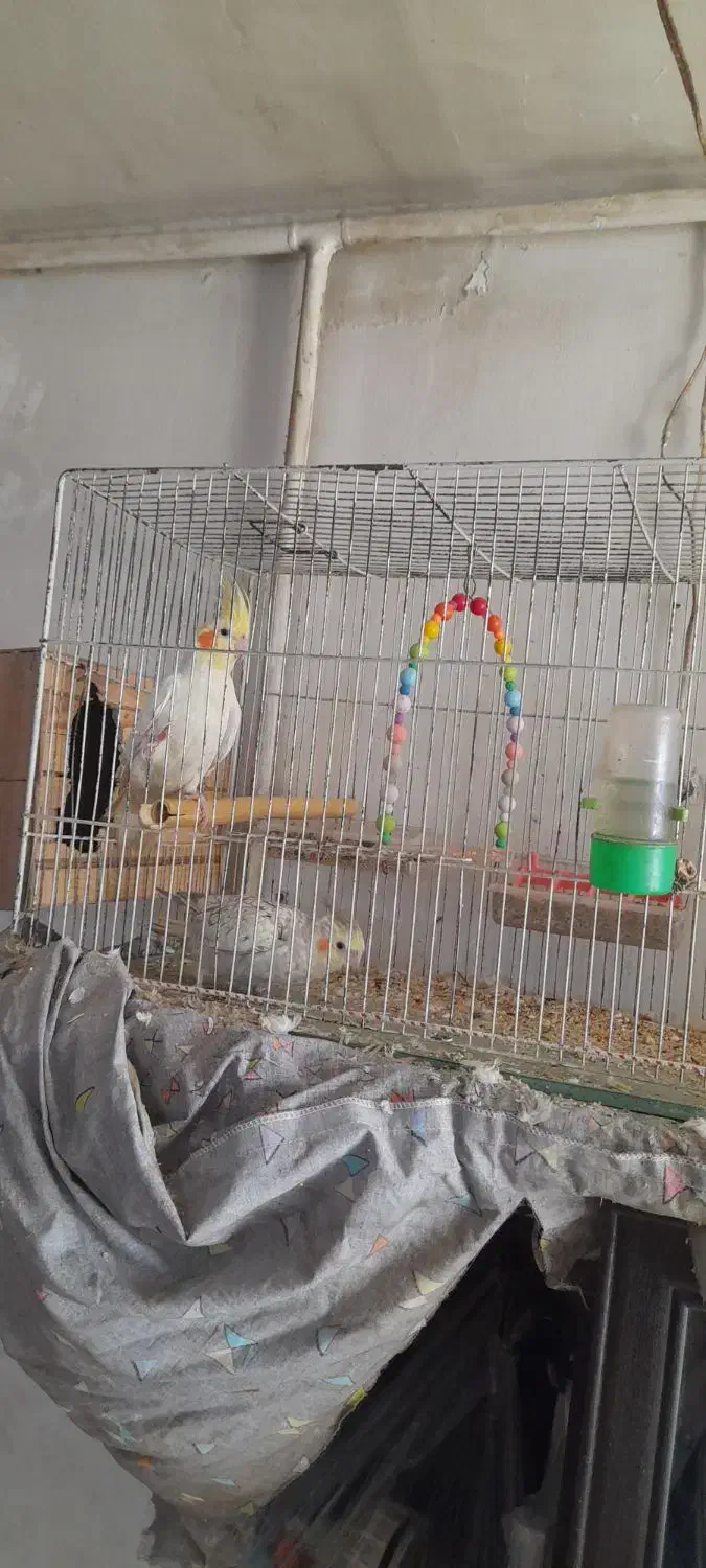 یک جفت عروس هلندی نروماده مولد|پرنده|چهارباغ, |دیوار