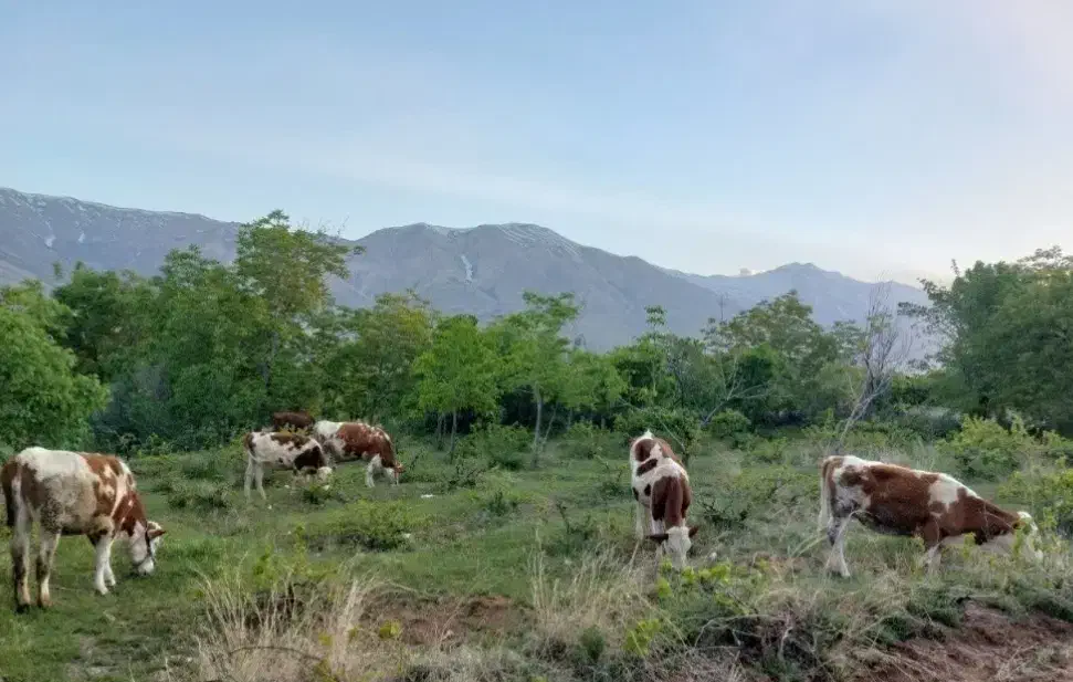 گوساله نر، تلیسه آرام ، گاوشیری نژاد دار جنس خوب|حیوانات مزرعه|فولادشهر, فولادشهر|دیوار