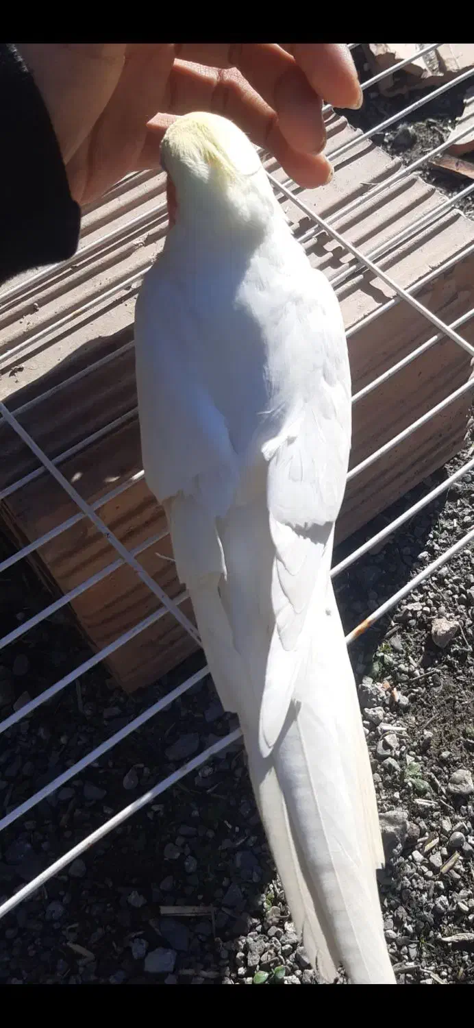 حراج حراج فول دستی عروس هلندی  فقط ۶۵۰|حراج|علی‌آباد کتول, |دیوار