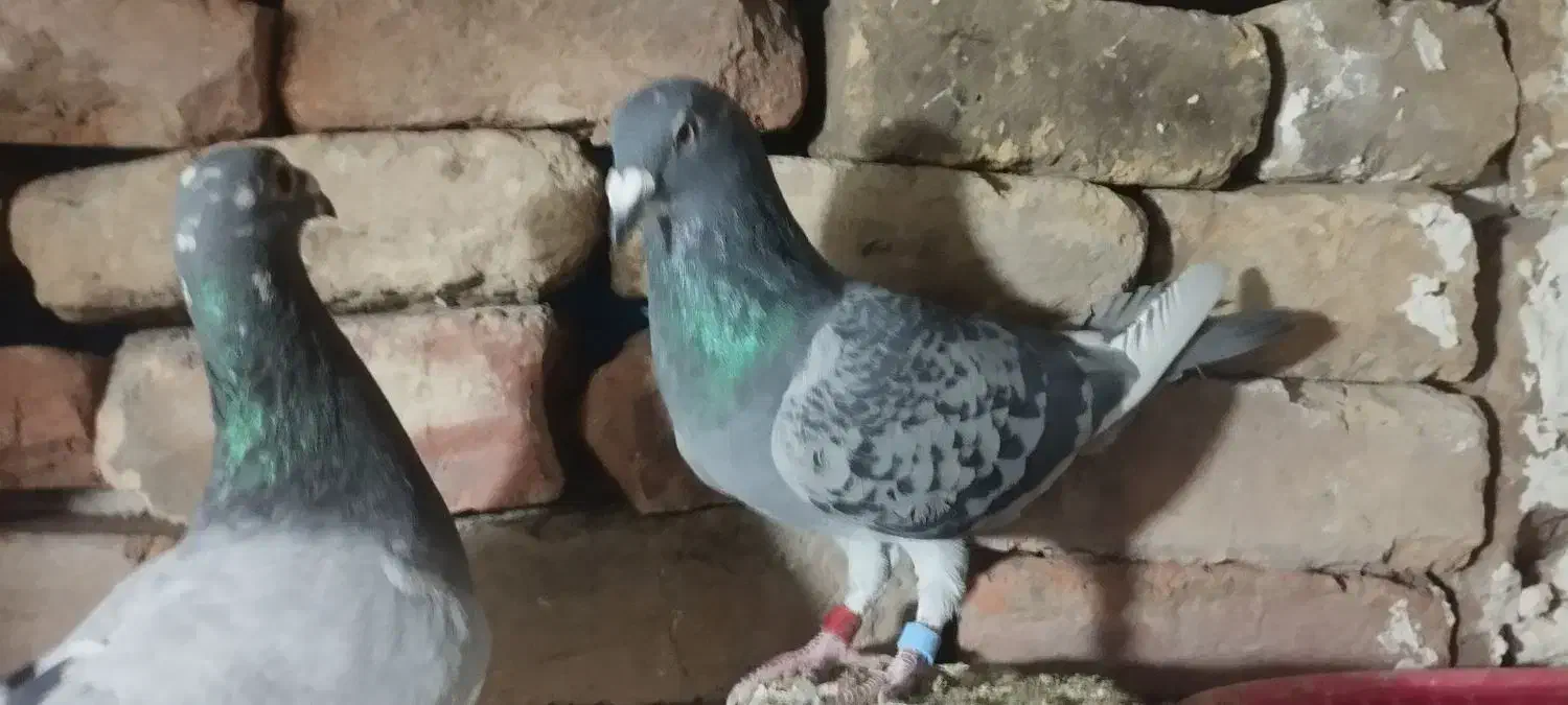 ماده پولک|حیوانات|گناباد, |دیوار