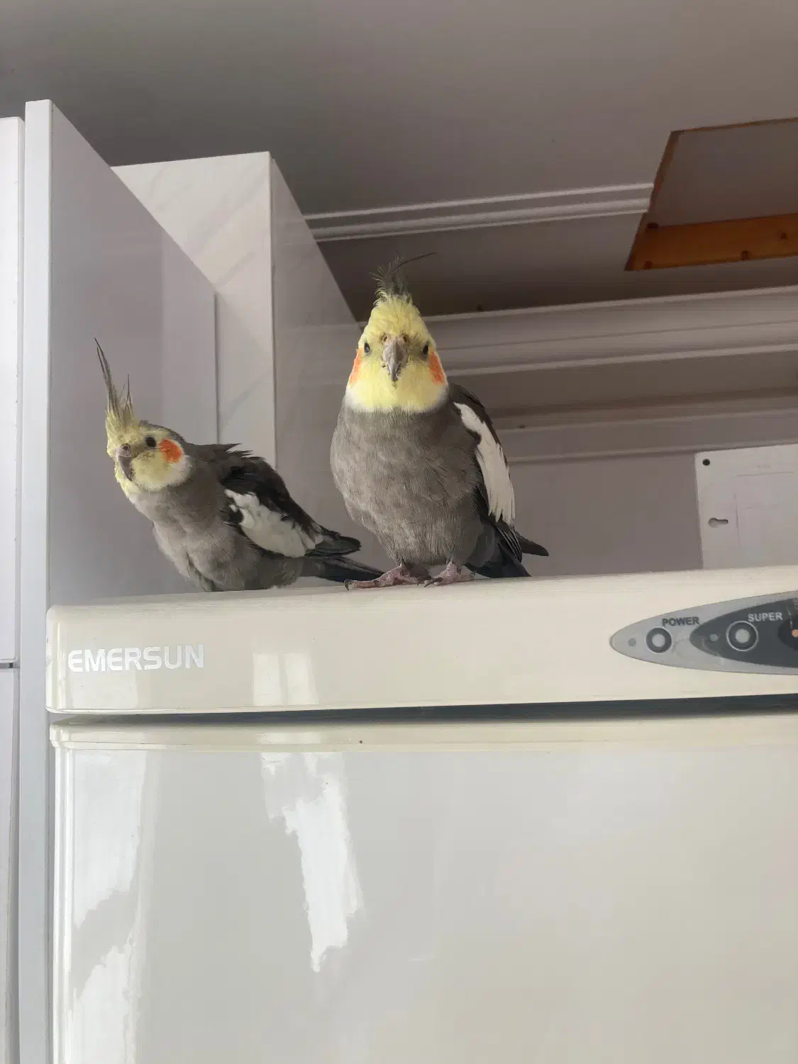 دو عدد عروس هلندی نر و ماده به همراه دو قفس|پرنده|تهران, توحید|دیوار