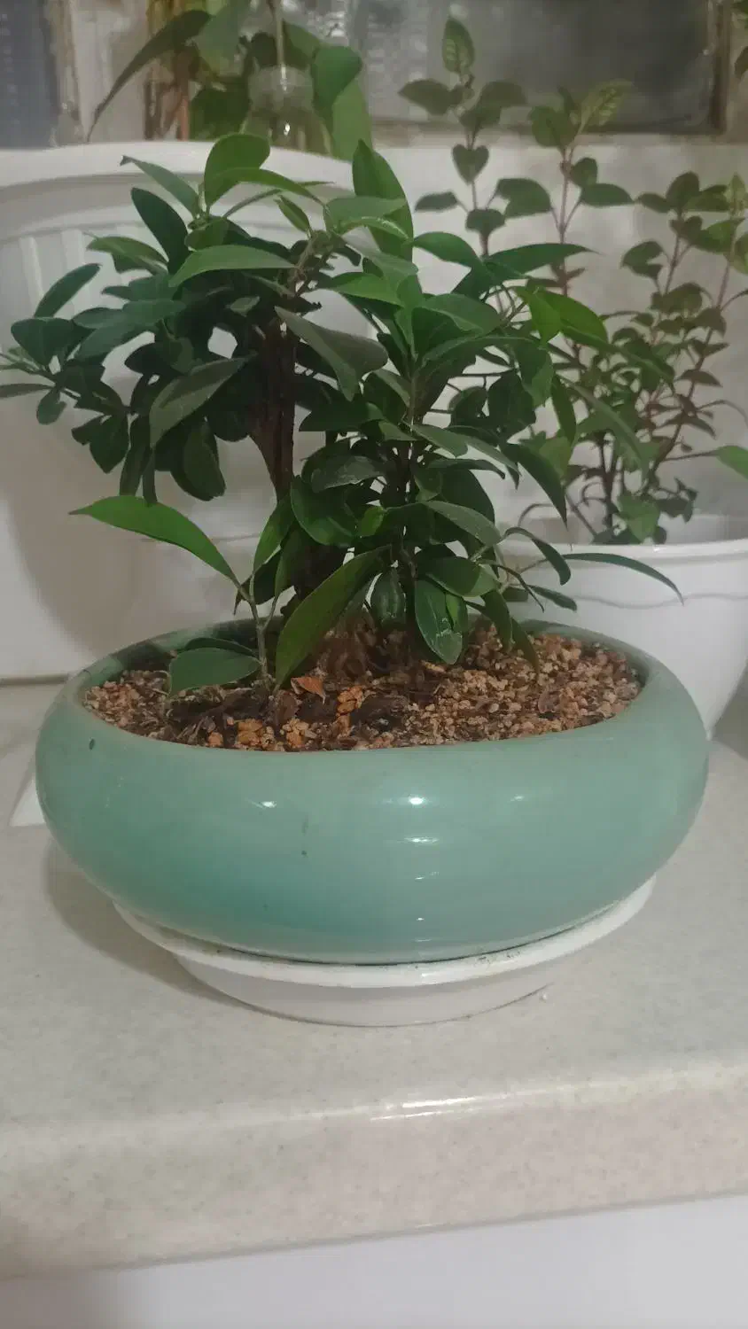 گیاه بنسای|گل و گیاه طبیعی|مشهد, شهرک امام هادی (شهرک غرب)|دیوار