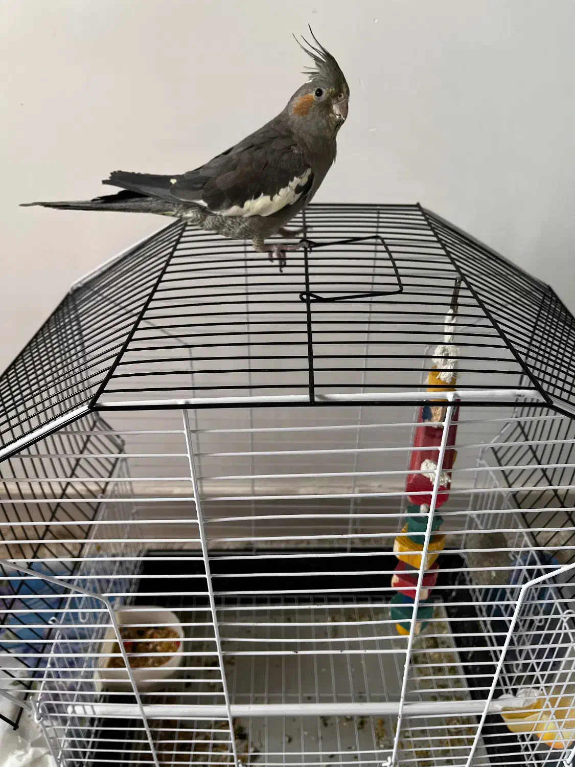 فروش عروس هلندی|پرنده|گلپایگان, |دیوار