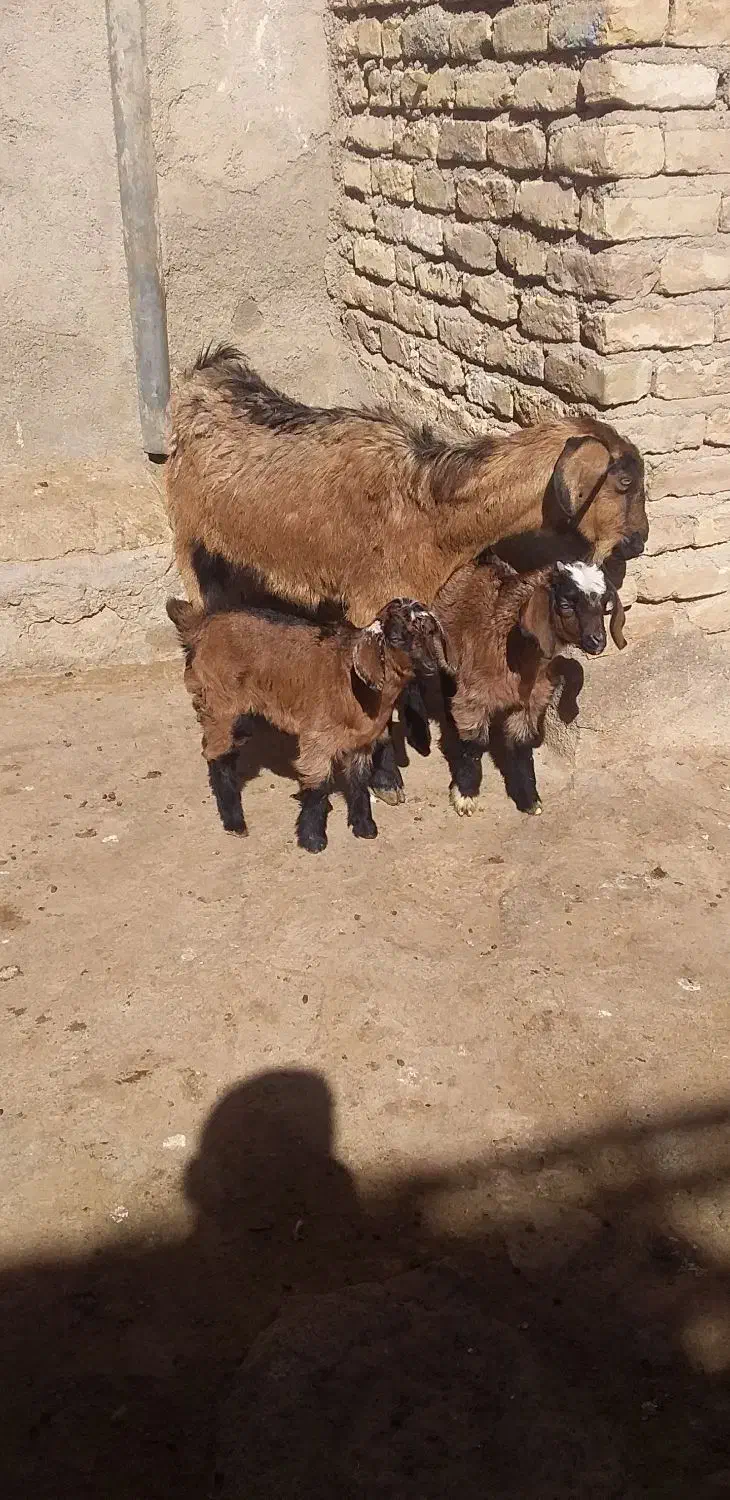 بزشیری|حیوانات مزرعه|فاروج, |دیوار