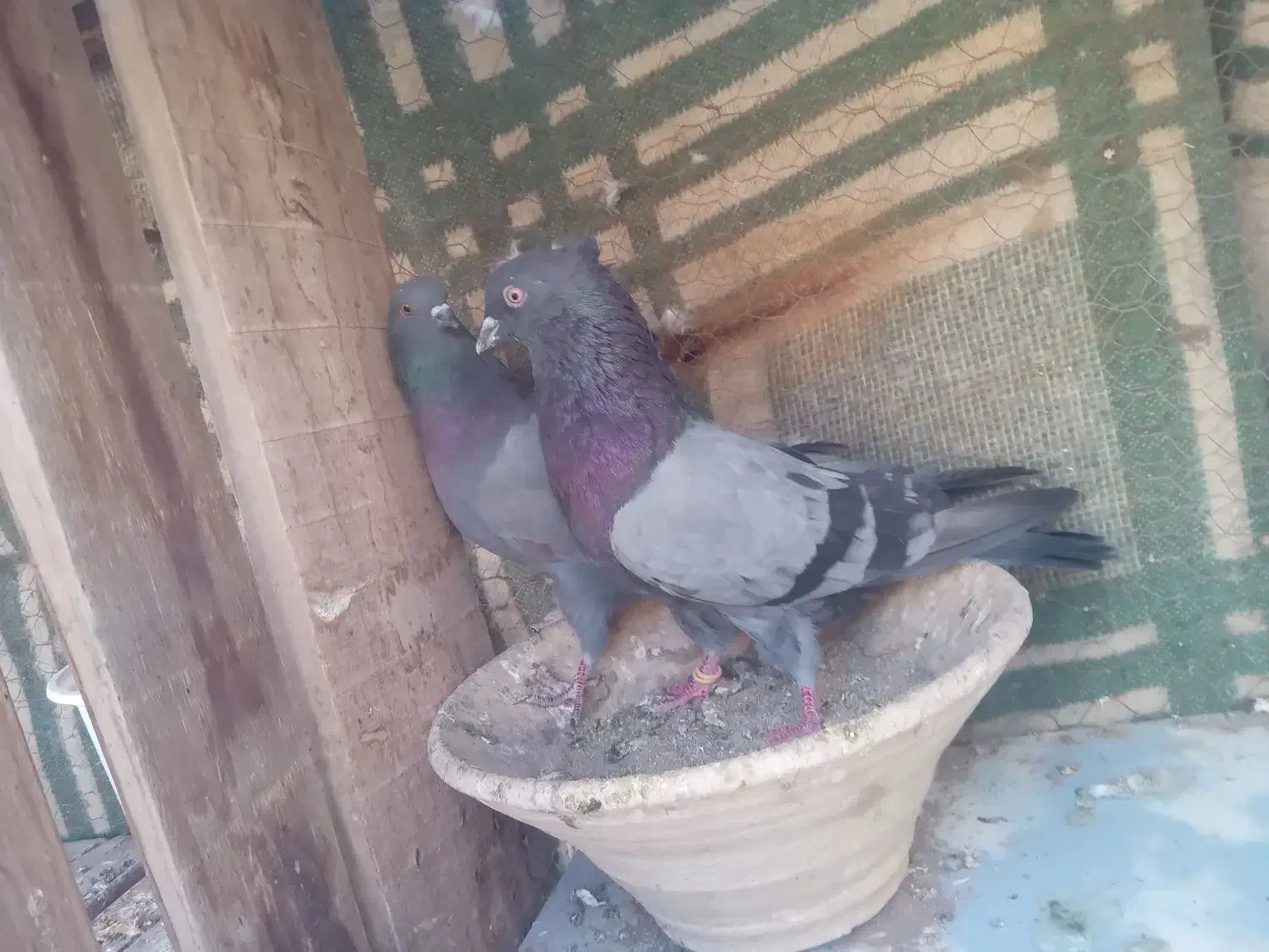 کفتر نقش|پرنده|زارچ, |دیوار