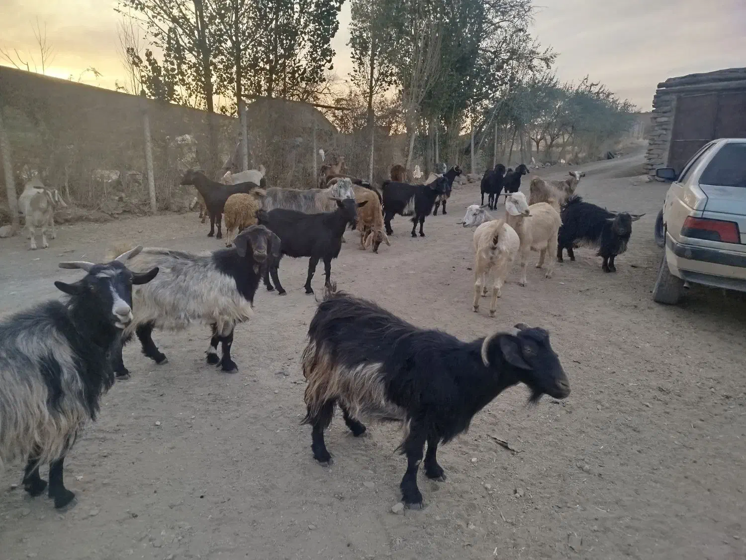 بز داشتی|حیوانات مزرعه|دیواندره, |دیوار