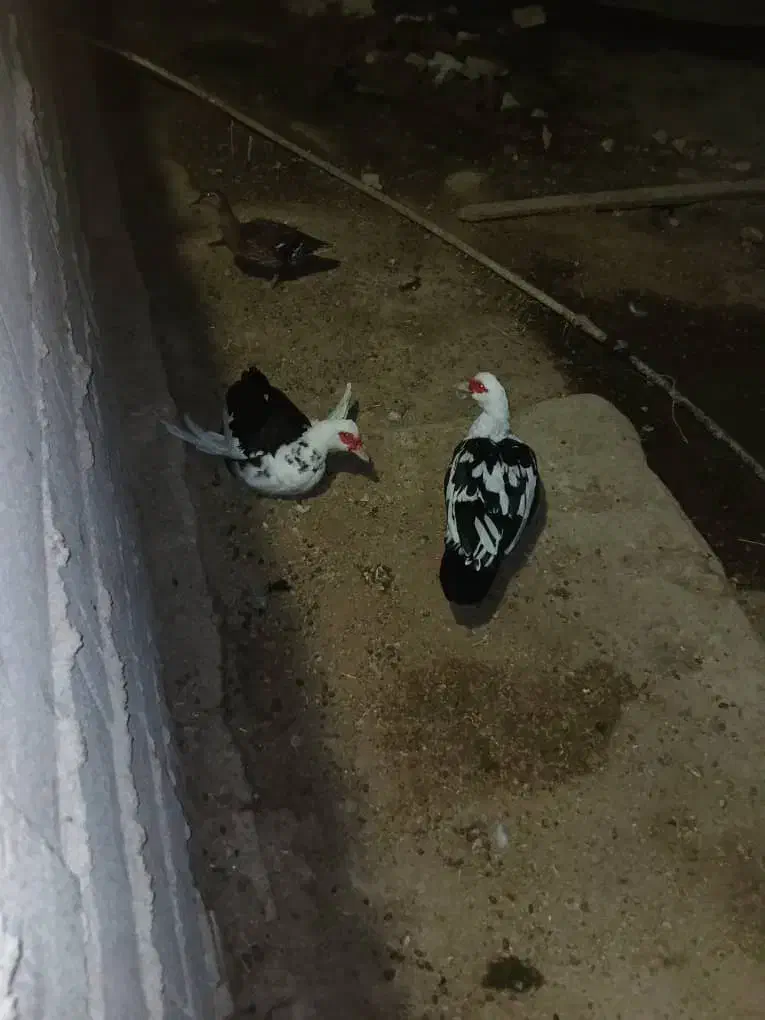 اردک روسی|حیوانات مزرعه|چمران, |دیوار