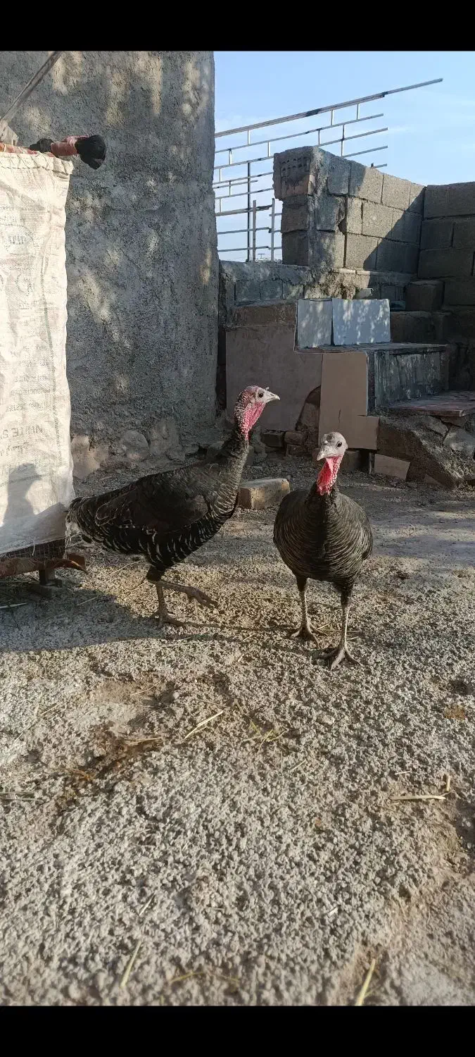 بوقلمون محلی|حیوانات مزرعه|آبدانان, |دیوار