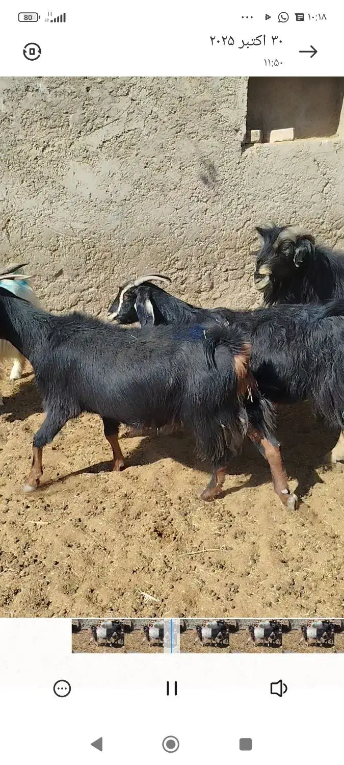 بز وکهره داشتی|حیوانات مزرعه|رحمت‌آباد, |دیوار