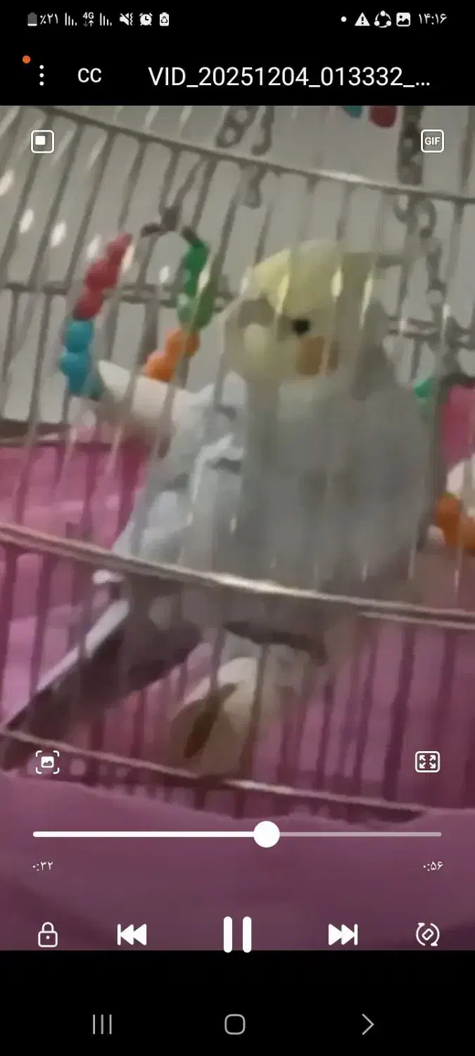 عروس|پرنده|رشت, معلولین|دیوار