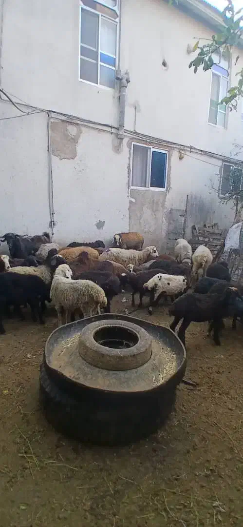 بره گوسفند چاق نروماده|حیوانات مزرعه|بابکان, |دیوار