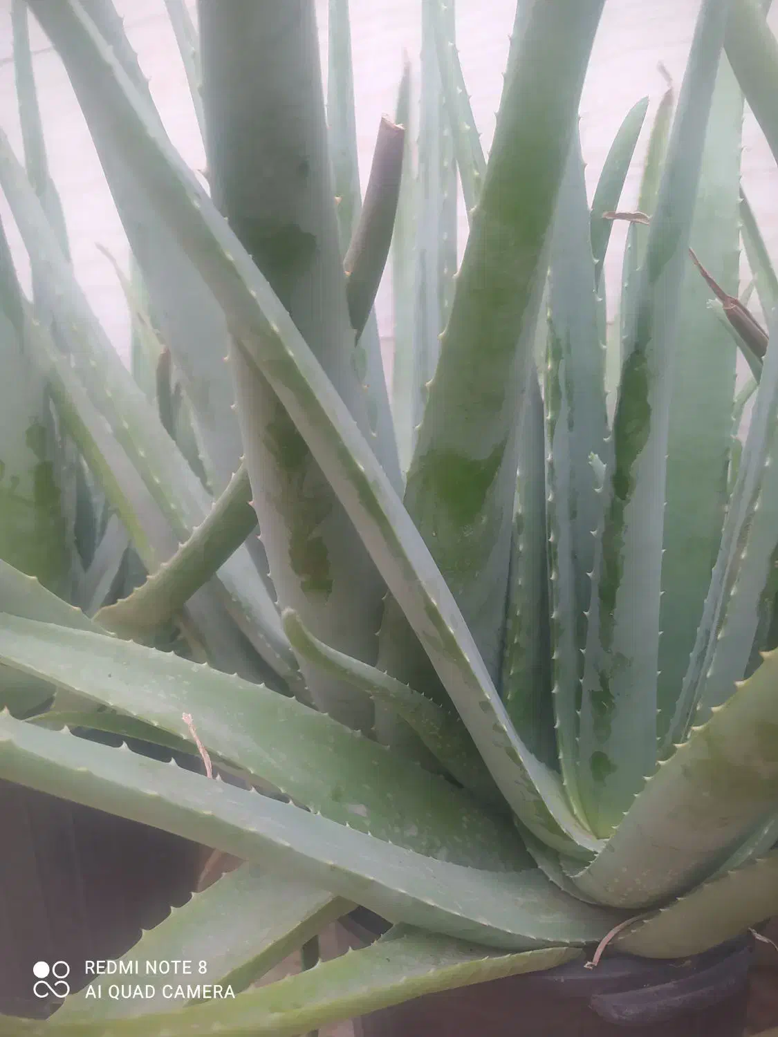 فروش ویژه گلدان های طبیعی آلوئه ورا|گل و گیاه طبیعی|لاهیجان, گلستان|دیوار