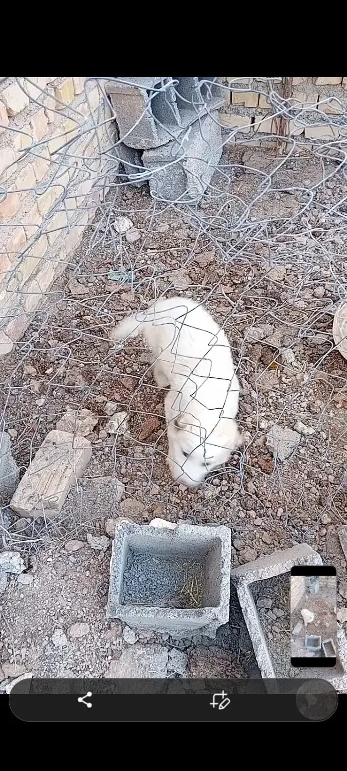 سگ سالم|سگ|جوادآباد, |دیوار