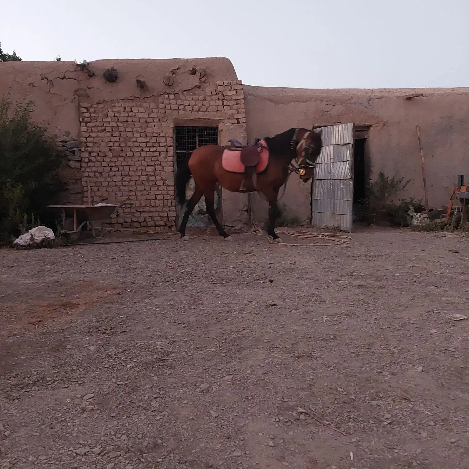 اسب|اسب و تجهیزات اسب‌سواری|اراک, |دیوار