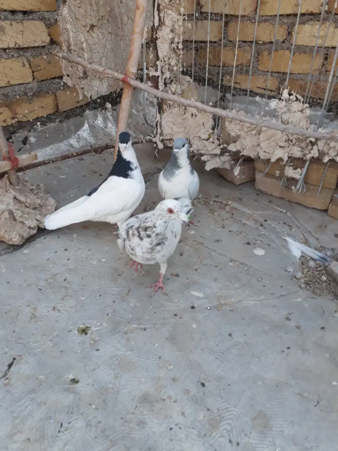 کبوترخوشتیپ|پرنده|تاکستان, |دیوار