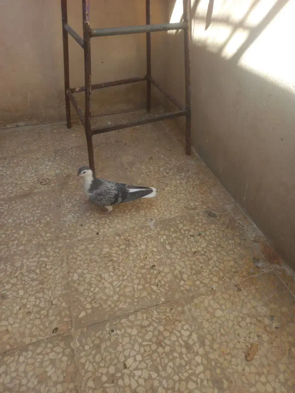 کبوتر|پرنده|قم, سرحوض|دیوار