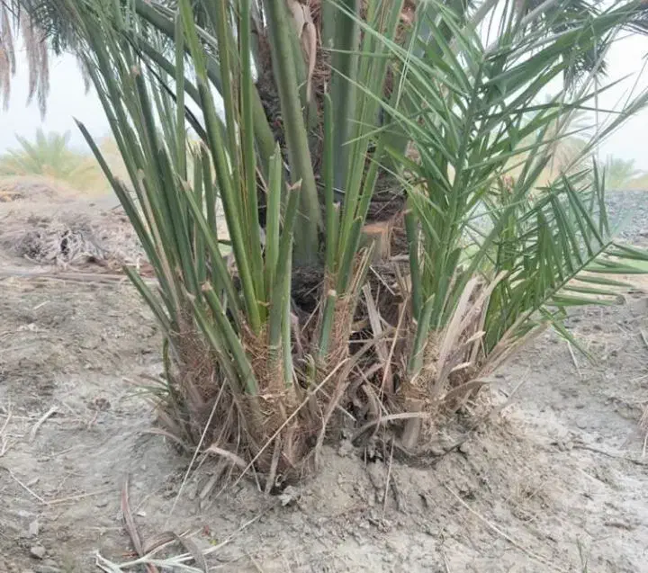 پاجوش نخل برهی|گل و گیاه طبیعی|هندیجان, |دیوار