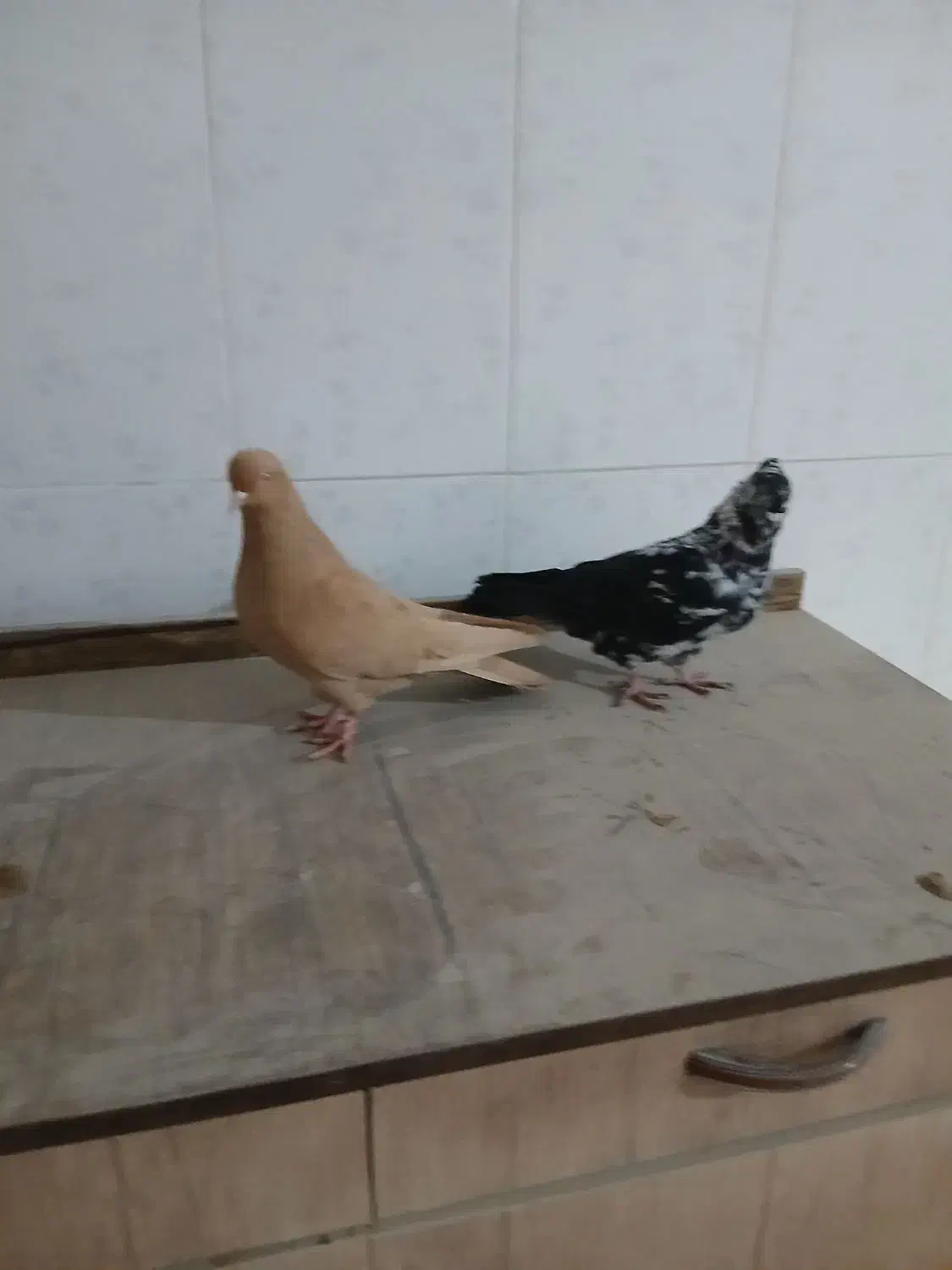 ۲عدد طوقی کاکلی سوسکی وزرد|پرنده|اردبیل, |دیوار