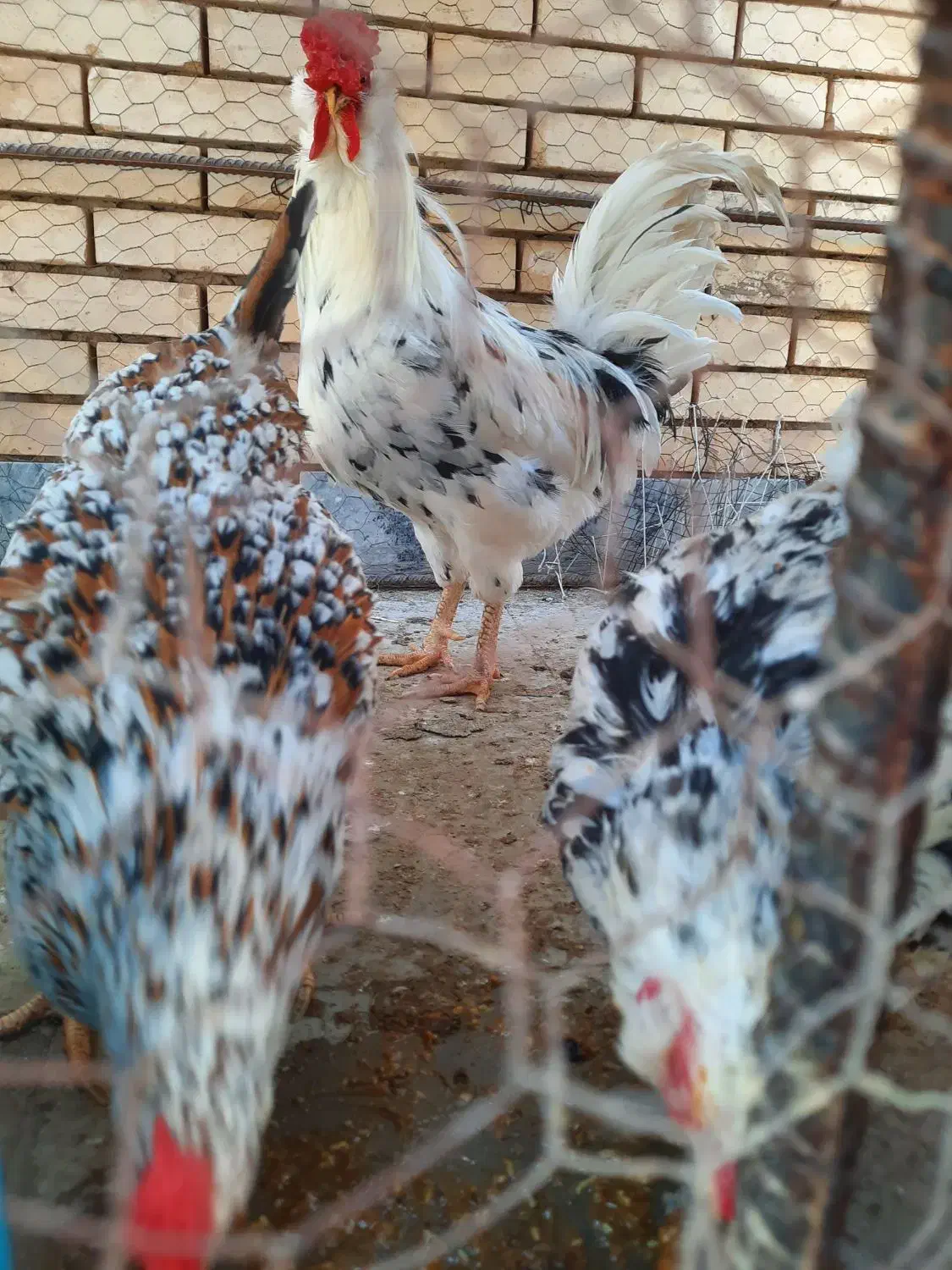 فروشی یکجا|حیوانات مزرعه|رفسنجان, |دیوار