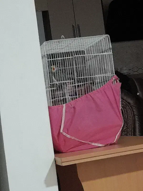 عروس هلندی|پرنده|فومن, |دیوار